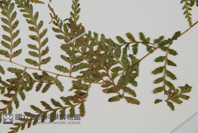 登錄號:P010717藏品圖，第5張