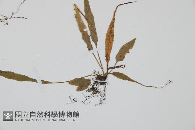 過山蕨藏品圖，第5張