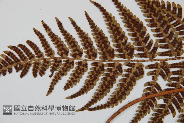 兩色鱗毛蕨藏品圖，第5張