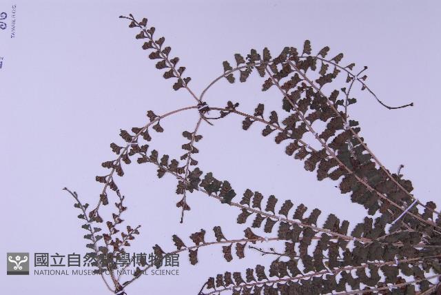 登錄號:P010017藏品圖，第8張