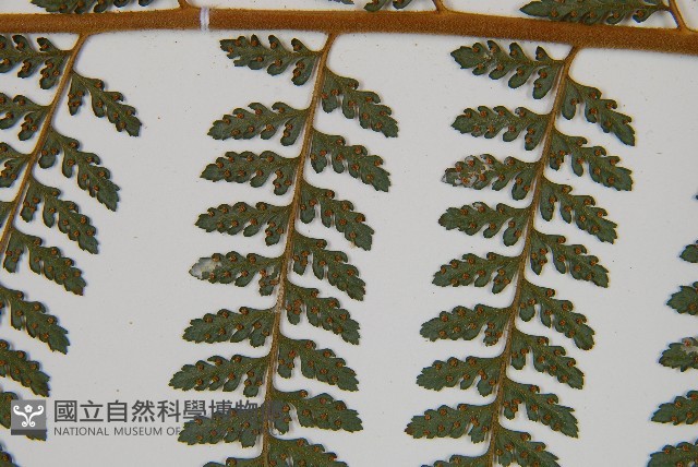 司氏碗蕨藏品圖，第5張