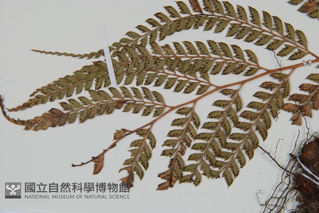 屋久複葉耳蕨藏品圖，第5張