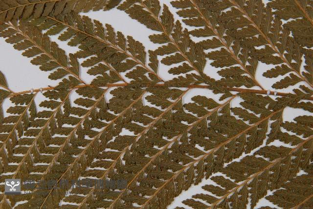 粗毛鱗蓋蕨藏品圖，第5張