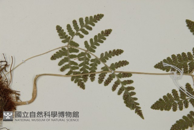 腫足蕨藏品圖，第5張