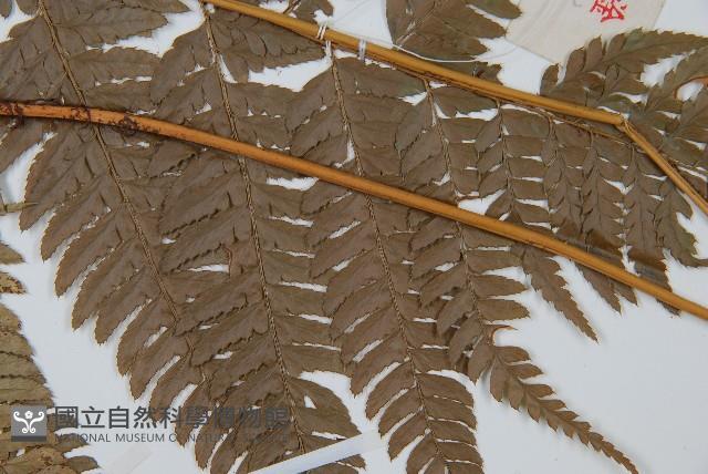 細葉複葉耳蕨藏品圖，第5張