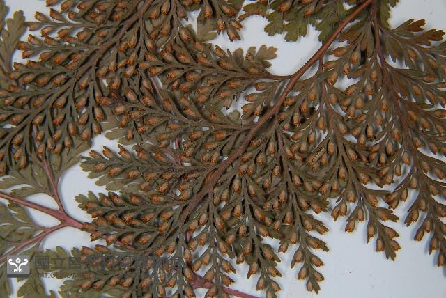 海州骨碎補藏品圖，第5張