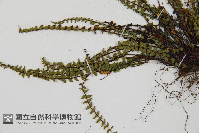 鐵角蕨藏品圖，第5張