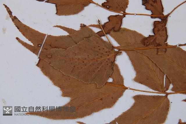 細齒貫眾蕨藏品圖，第5張