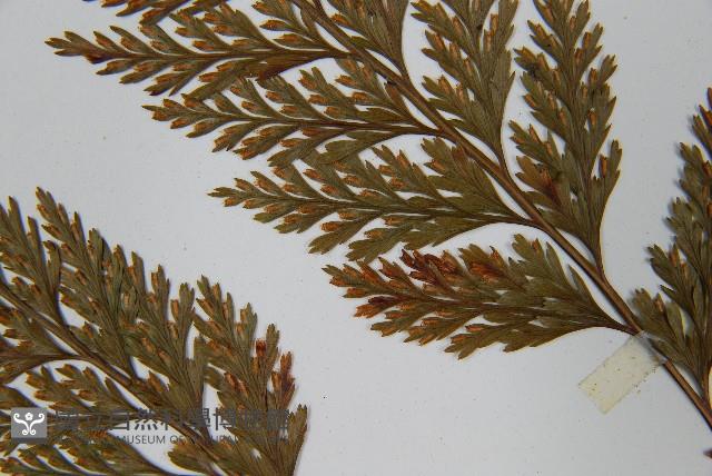 海州骨碎補藏品圖，第5張