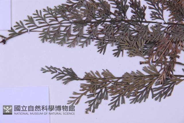 長生鐵角蕨藏品圖，第5張