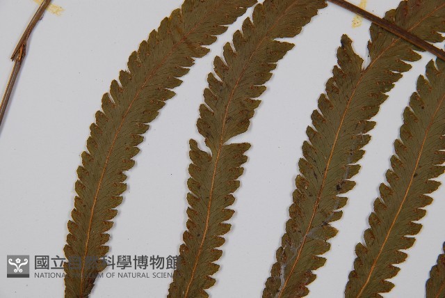 邊緣鱗蓋蕨藏品圖，第5張