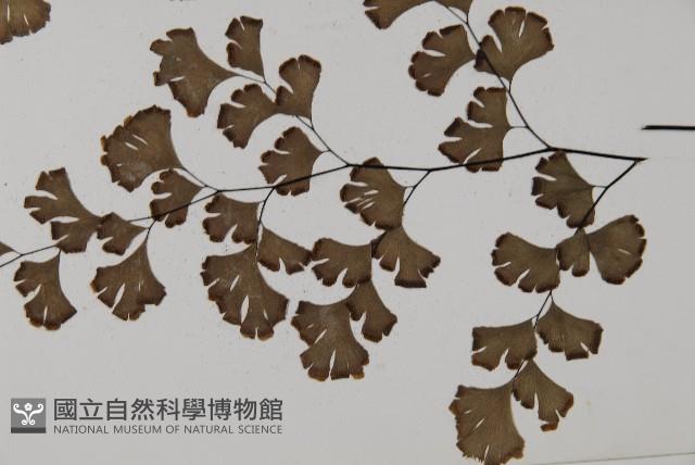鐵線蕨藏品圖，第5張