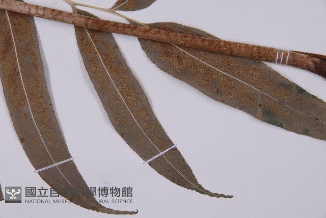 華鳳丫蕨藏品圖，第8張