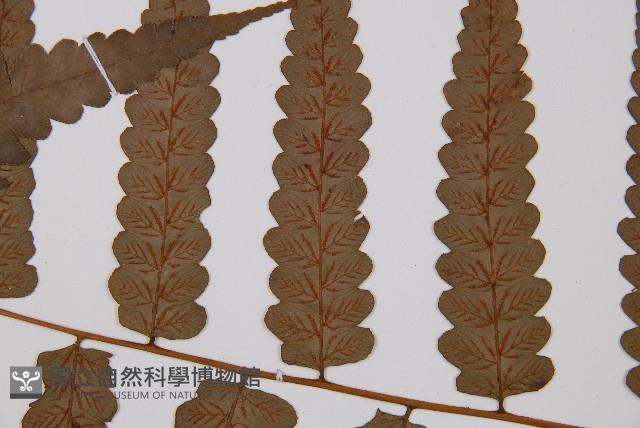 毛柄短腸蕨藏品圖，第5張