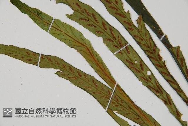 劍葉鐵角蕨、箭葉鐵角蕨藏品圖，第5張