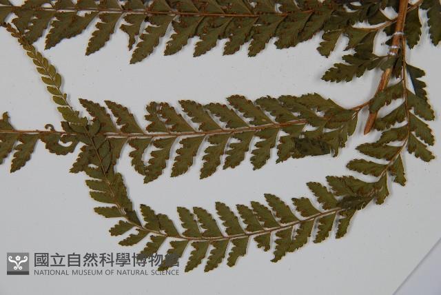 粗毛鱗蓋蕨藏品圖，第5張