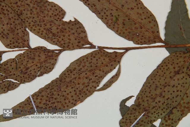 披針貫眾蕨藏品圖，第4張