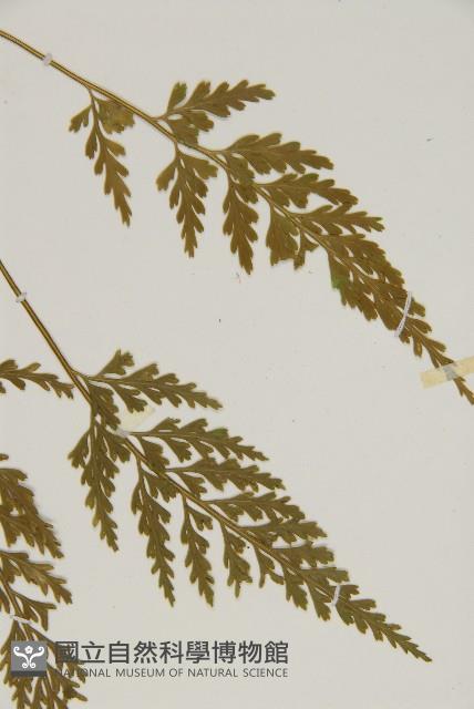 骨碎補鐵角蕨藏品圖，第5張