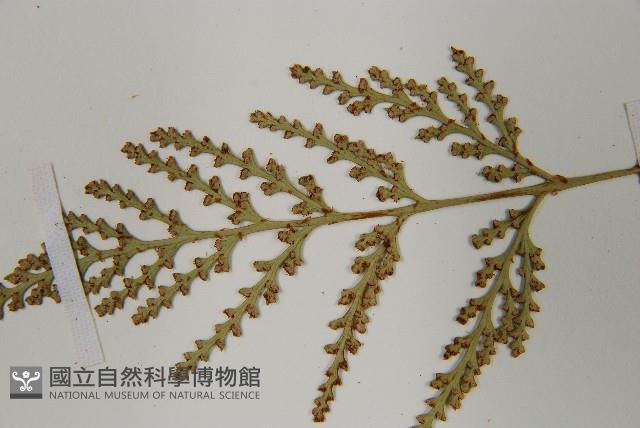 熱帶陰石蕨藏品圖，第5張