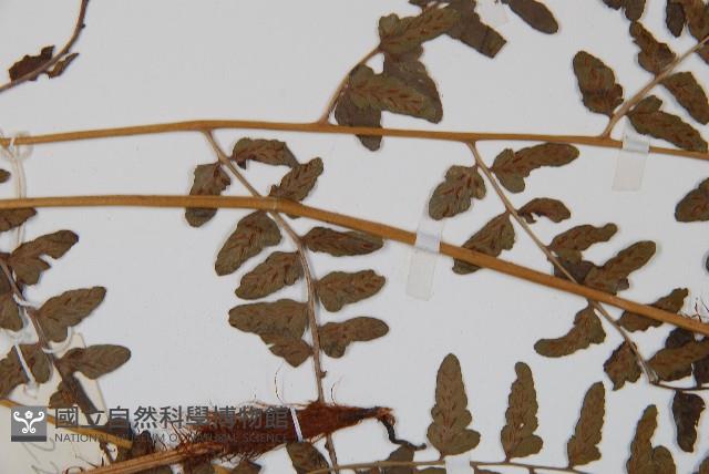 華中蹄蓋蕨藏品圖，第5張