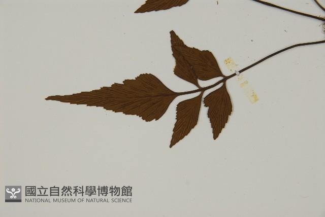 革葉鐵角蕨藏品圖，第4張