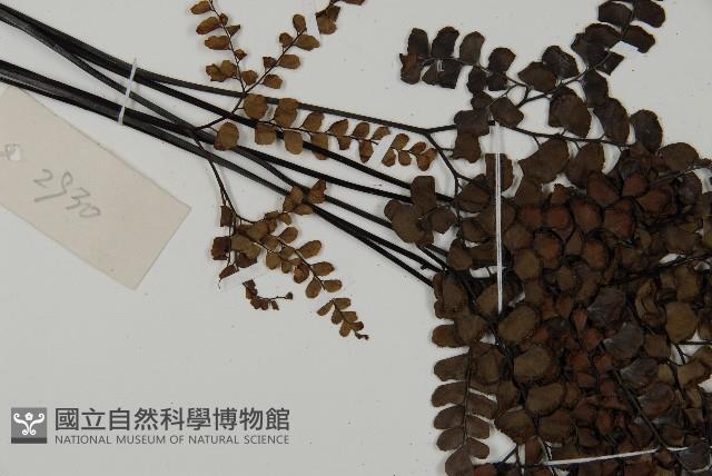 扇葉鐵線蕨藏品圖，第4張