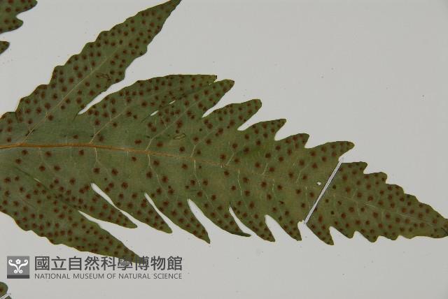 葛氏三叉蕨藏品圖，第5張