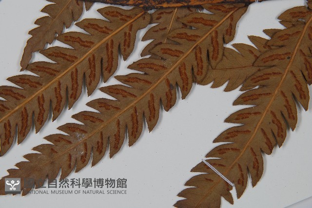 峨眉狗脊蕨藏品圖，第5張