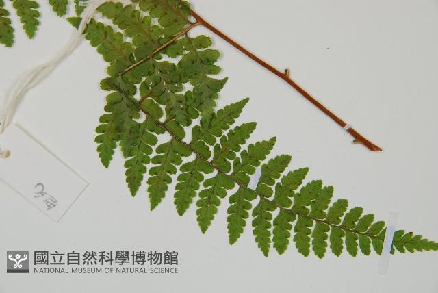 熱帶鱗蓋蕨藏品圖，第5張