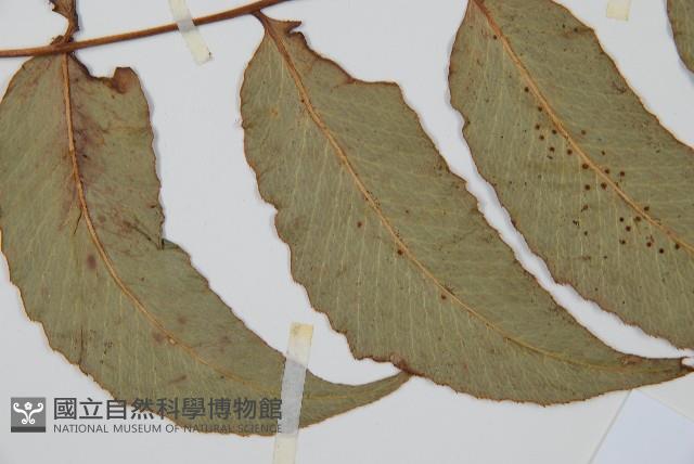 細齒貫眾蕨藏品圖，第5張