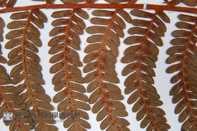 登錄號:P010057藏品圖，第5張