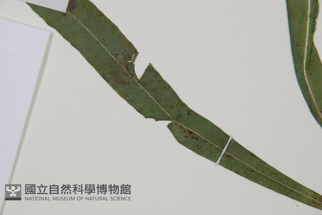 單葉雙蓋蕨藏品圖，第5張