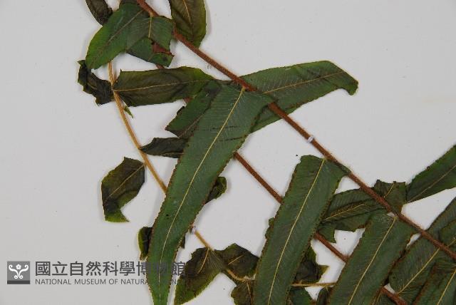 虎克氏鱗蓋蕨藏品圖，第4張