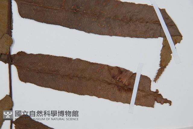 黑桫蕨藏品圖，第5張