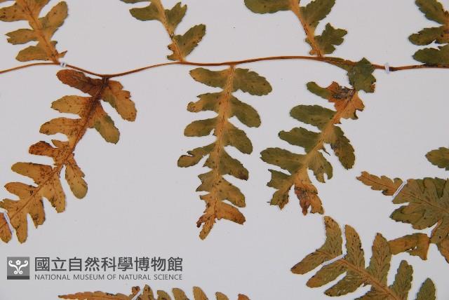 擬德氏雙蓋蕨藏品圖，第5張