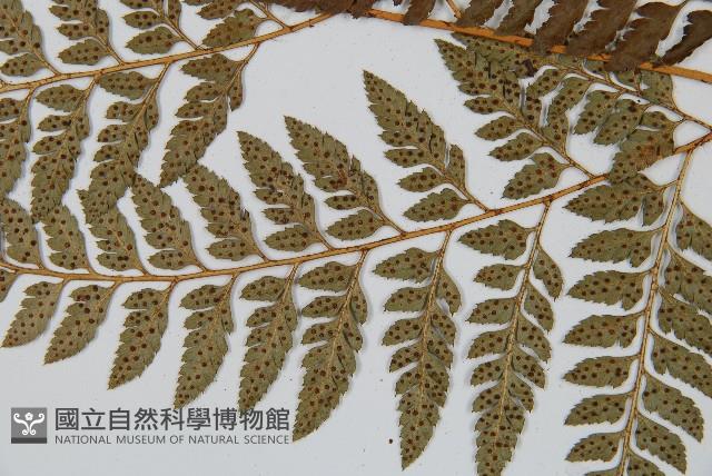 細葉複葉耳蕨藏品圖，第5張