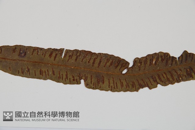 單葉雙蓋蕨藏品圖，第5張