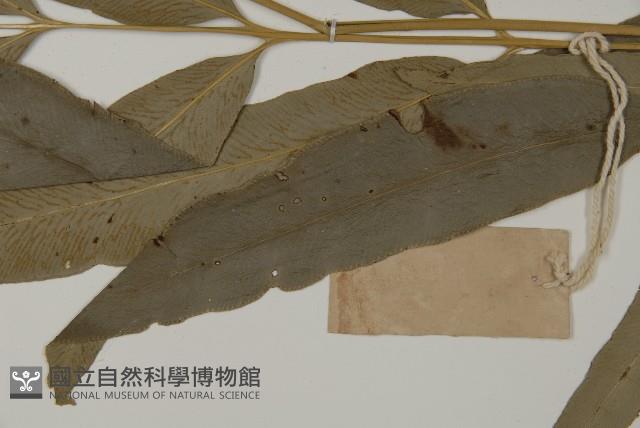 日本鳳丫蕨藏品圖，第5張