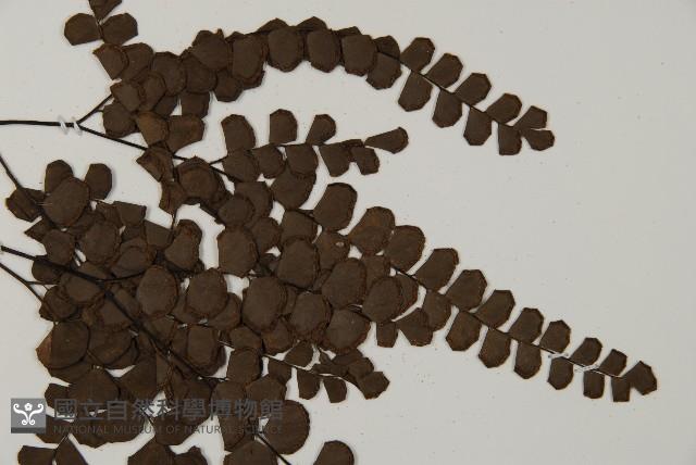 扇葉鐵線蕨藏品圖，第4張