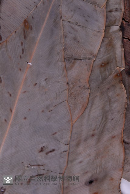 臺灣山蘇花藏品圖，第5張