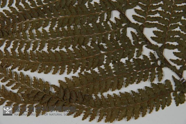 亞粗毛鱗蓋蕨藏品圖，第5張