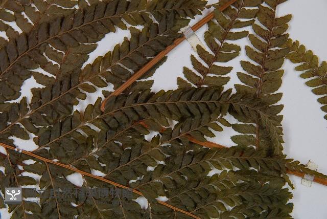 粗毛鱗蓋蕨藏品圖，第5張