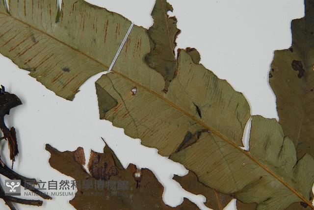 裂葉雙蓋蕨藏品圖，第5張