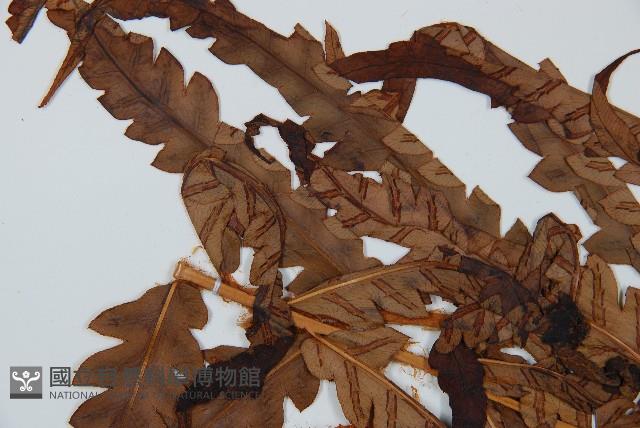 日本狗脊蕨藏品圖，第5張