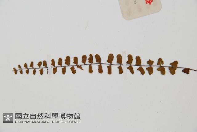 鐵角蕨藏品圖，第5張