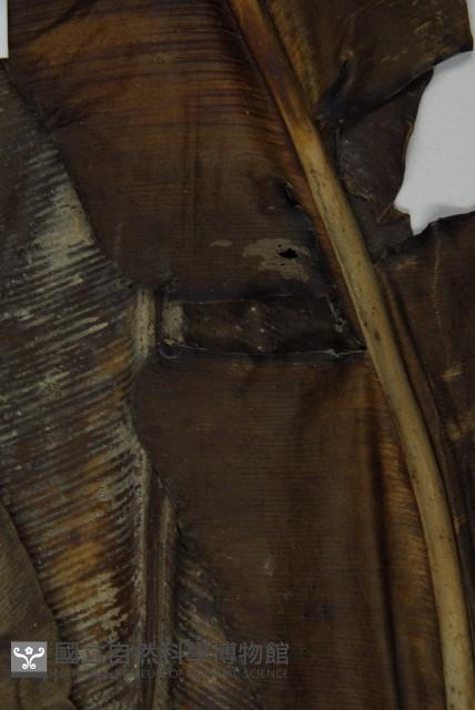 山蘇花藏品圖，第5張