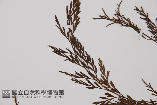 威氏鐵角蕨藏品圖，第5張