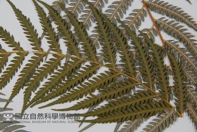 臺灣金狗毛蕨藏品圖，第5張