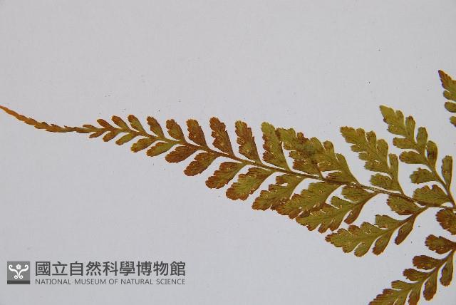 膜葉冷蕨藏品圖，第5張