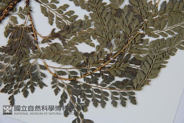 黑鱗複葉耳蕨藏品圖，第5張